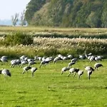 Carmina Am Karnin (Mecklenburg-Vorpommern)