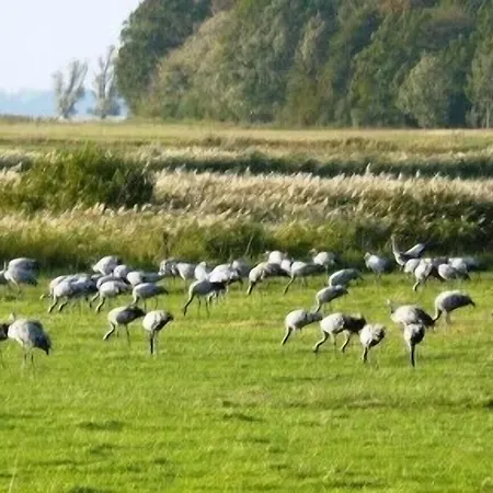Carmina Am Karnin (Mecklenburg-Vorpommern)