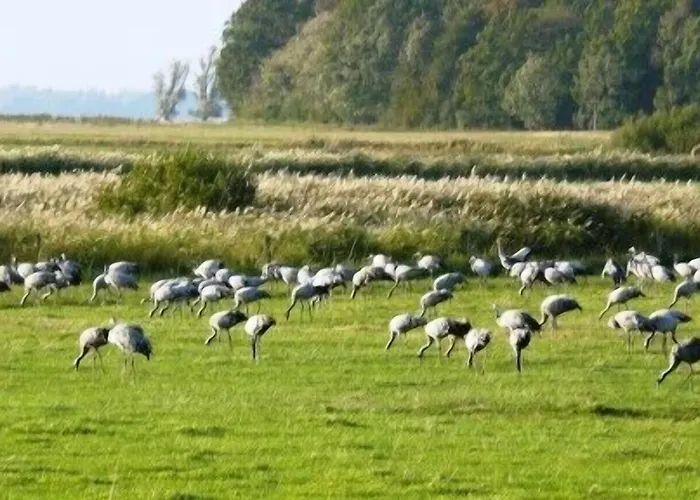 Carmina Am Karnin (Mecklenburg-Vorpommern)